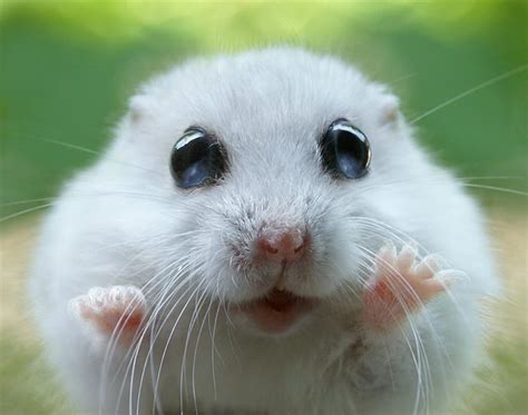 Hamster Cute Hamster Hd Wallpaper Pxfuel