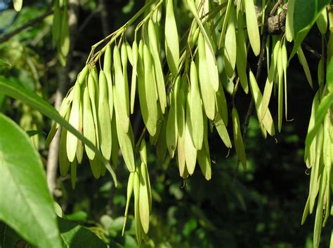 White Ash Tree