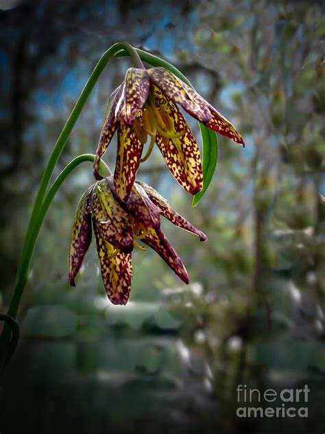 Chocolate Lily Photograph By Robert Bales Fine Art America