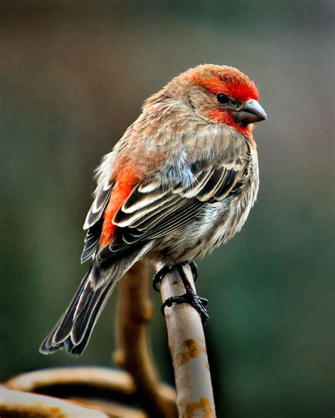 Portrait Of A Male House Finch House Finches Are Small Bo Flickr