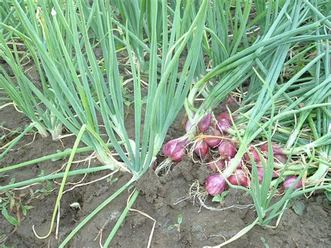 Bawang yang telah kering, kadar air 85%, siap untuk. Tips menanam bawang merah | TANAK ALAMI