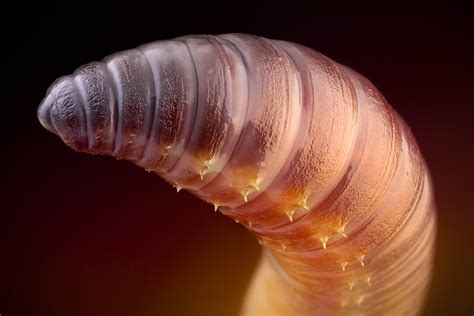 Earthworm In The Studio Unknown Earthworm Species Lumbric Flickr