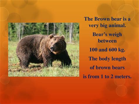Interesting Facts About The Brown Bear презентация онлайн