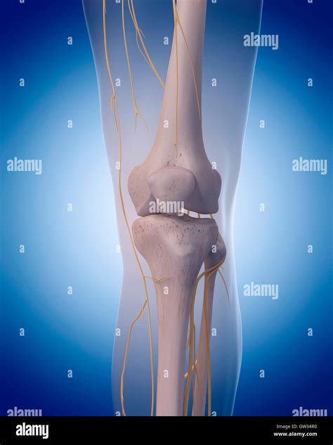 8 Knee Nerves Diagram Bethanseumas
