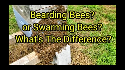 Bearding Bees Swarming Bees Whats The Difference Youtube