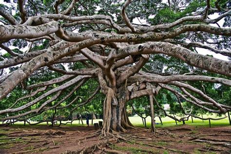A Tree At The Botanic Gardens Sri Lanka By Flyeast Israel On 500px