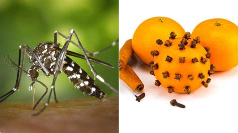 Mosquito Home Remedies If You Are Bothered By The Terror Of Mosquitoes