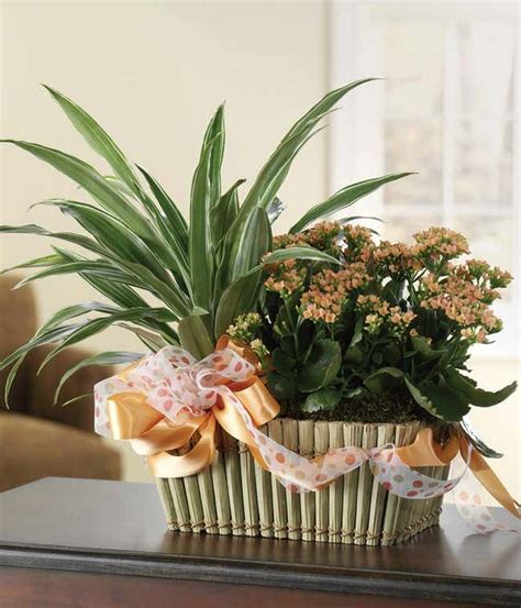 Funeral Plant Sympathy Plants