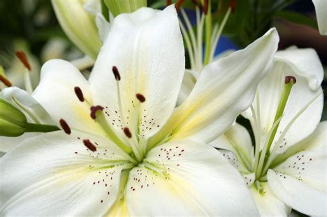 100 Types Of The Most Beautiful White Flowers For Your Garden Home