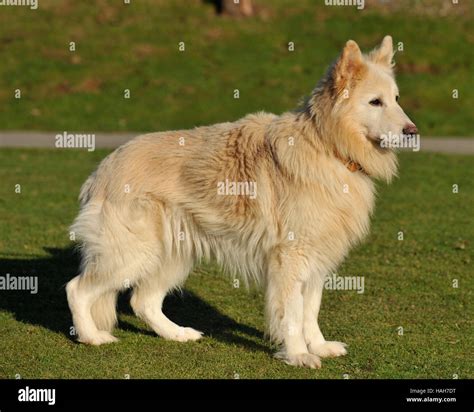 Alsatian Dog Images White Golden Brown German Shepherd Alsatian Dog