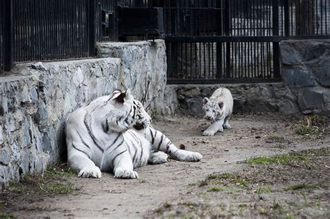 White Tiger Cubs With Mother