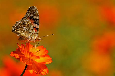 Butterfly On Orange Flower