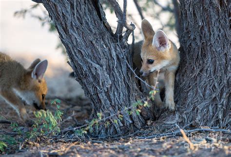 Two Cute Baby Cape Foxes Exploring Photograph By Otto Du Plessis