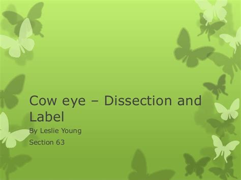 Cow Eye Dissection And Label