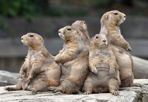 Prairie Dogs In Arizona Just Chillin 愉快な動物 動物 プレーリードッグ