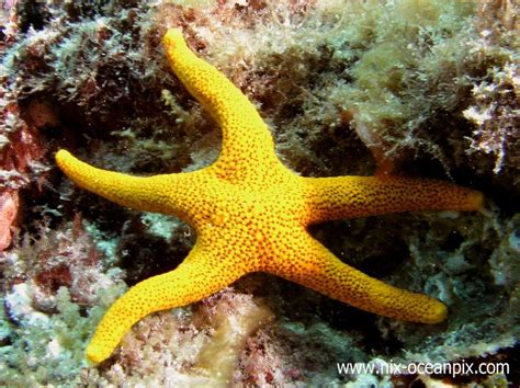 12 Best Starfish Images On Pinterest Starfish Stars And