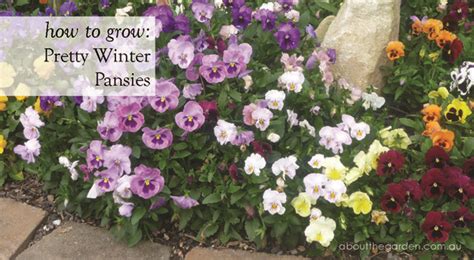 How To Grow Pretty Winter Pansy Flowers For Winter Gardens About