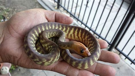 Woma Pythons Animals Reptiles Snake