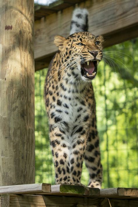 Amur Leopard Potawatomi Zoo