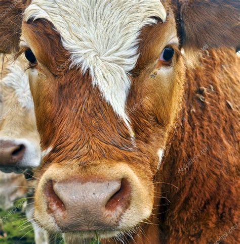Picture Close Up Portrait Of A Cow — Stock Photo © Utbp 3959995