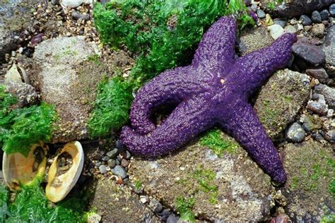 Purple Starfish On Rocky Shore Stock Photo Dissolve