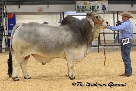 Mr V8 1608 Brahman Bull Bred And Owned By Br Cutrer Inc