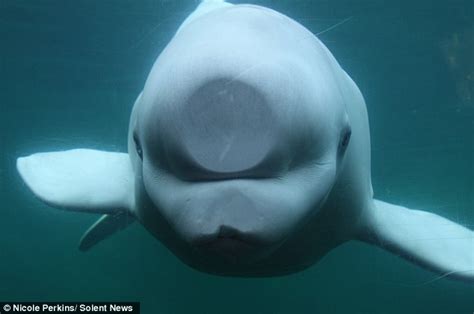 Albino Beluga Whales Squashed Nose As He Takes Closer Look At Aquarium