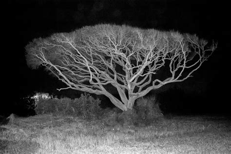 Tree At Night Smithsonian Photo Contest Smithsonian Magazine