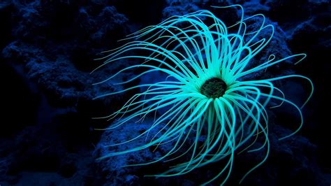 Deep Sea Wallpapers 65 Images