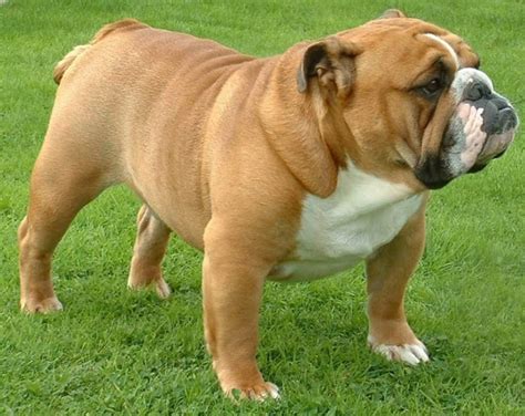 10 Things You Need To Know Before Bringing English Bulldog