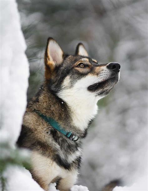 The Tamaskan Breed Information Guide Your Dog Advisor