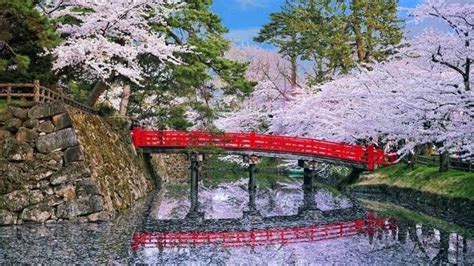 Jadi hamka muda dan berkesempatan mendapatkan beasiswa 5 miliar. Taman Bunga Korea Selatan : Foto Melihat Keindahan Taman Bunga Cosmos Di Korea Selatan Indozone ...