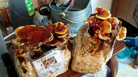 12 Best Mushroom Growing Kits To Grow Endless Mushrooms At Home