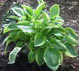 Hostas are easy to grow, tolerate a variety of soils and even take full to part shade. Dividing Hostas