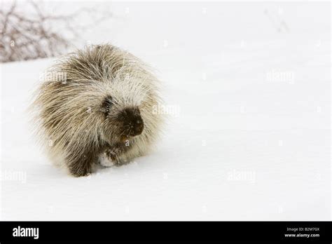 Porcupine Walking Through Snow Captive Stock Photo Alamy