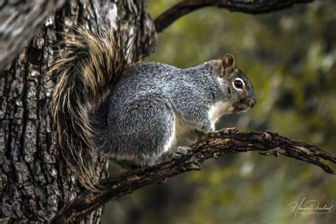 Arizona Gray Squirrel Sciurus Arizonensis Wildlife Vagabond