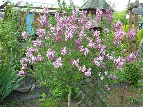 Snowbelt Farm The Lilac In These Pics Is Beauty Of Moscow