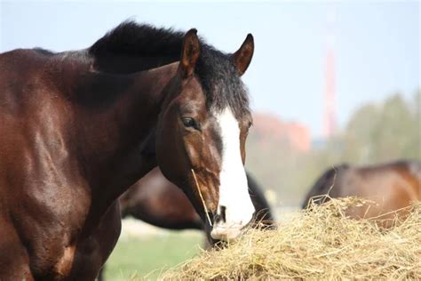 Bay Horse Eating Dry Hay Stock Image Everypixel