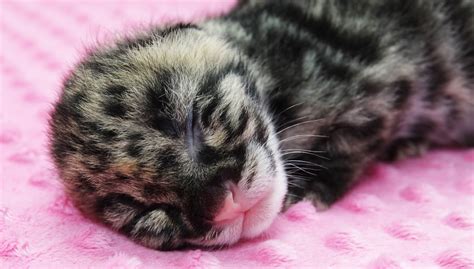 Naples Zoo announces birth of two endangered Clouded Leopard kittens