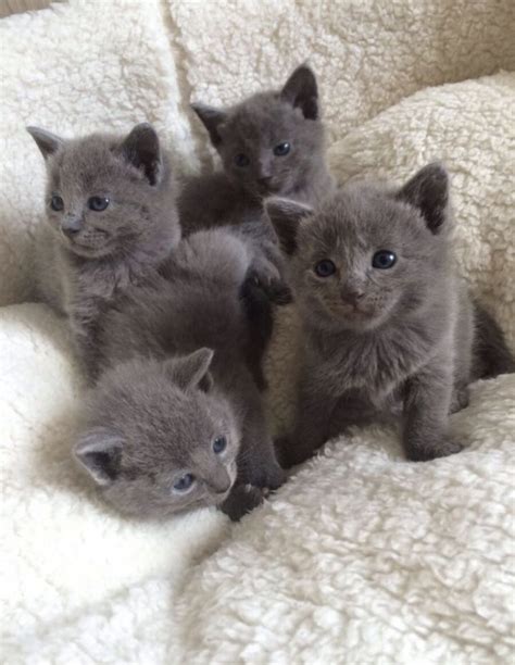 ··· popular original black cat shaped cat tower brand name: Russian Blue Cats For Sale | Minneapolis, MN #255512