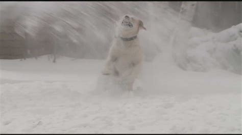 Dog Loves Chasing Snow From Snowblower