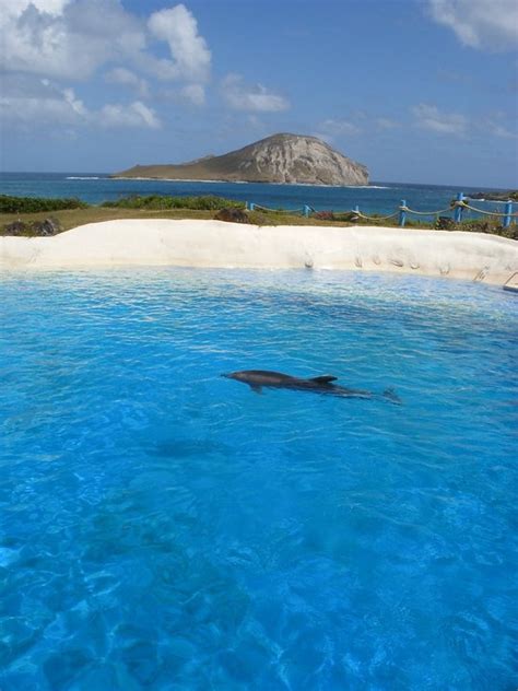Oahuomg This Is Sea Life Park The Dolphin Pool Where I Swam With