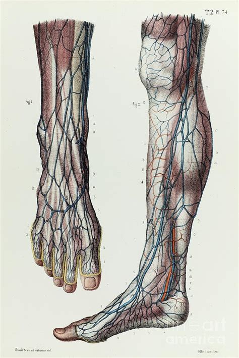 Veins Of The Legs Diagram