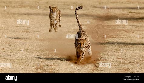 Cheetahs The Fastest Land Animals At Speed Stock Photo Alamy