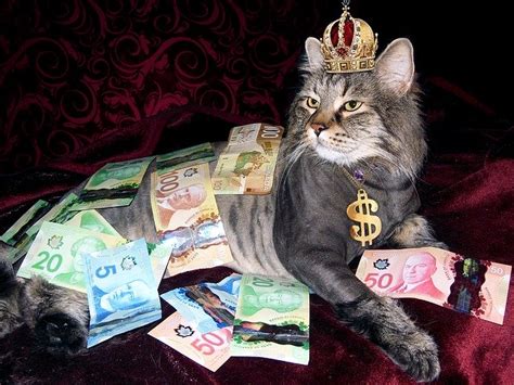 Money Cat Wealth Canadian · Free Photo On Pixabay