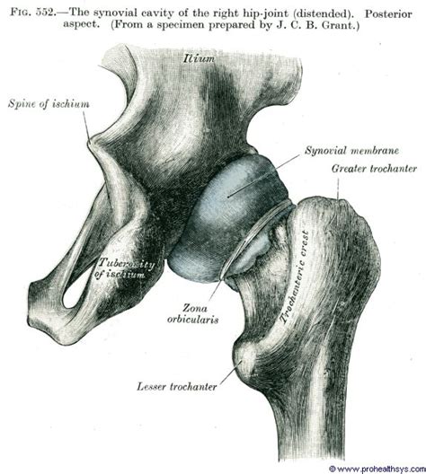 Hip Joint Acetabulofemoral Joint Af Prohealthsys