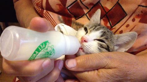 Rescued Kitten Fed From A Bottle Youtube