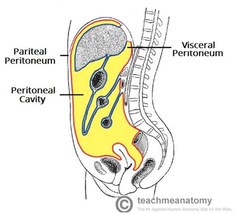 58 Peritoneum Parietal And Visceral Peritoneal Cavity Omental