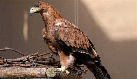 Hábitat Del águila Imperial Ibérica Imágenes Y Fotos