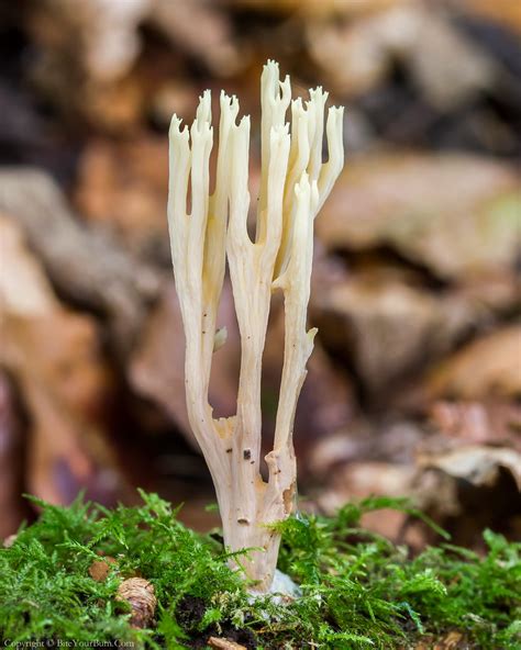 Upright Coral Ramaria Stricta Upright Coral Ramaria Str Flickr